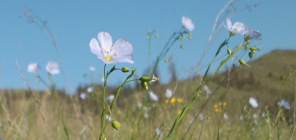 skyflowers