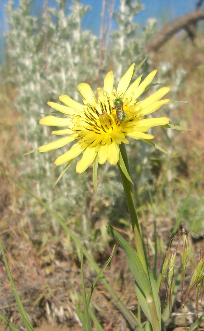 arnica