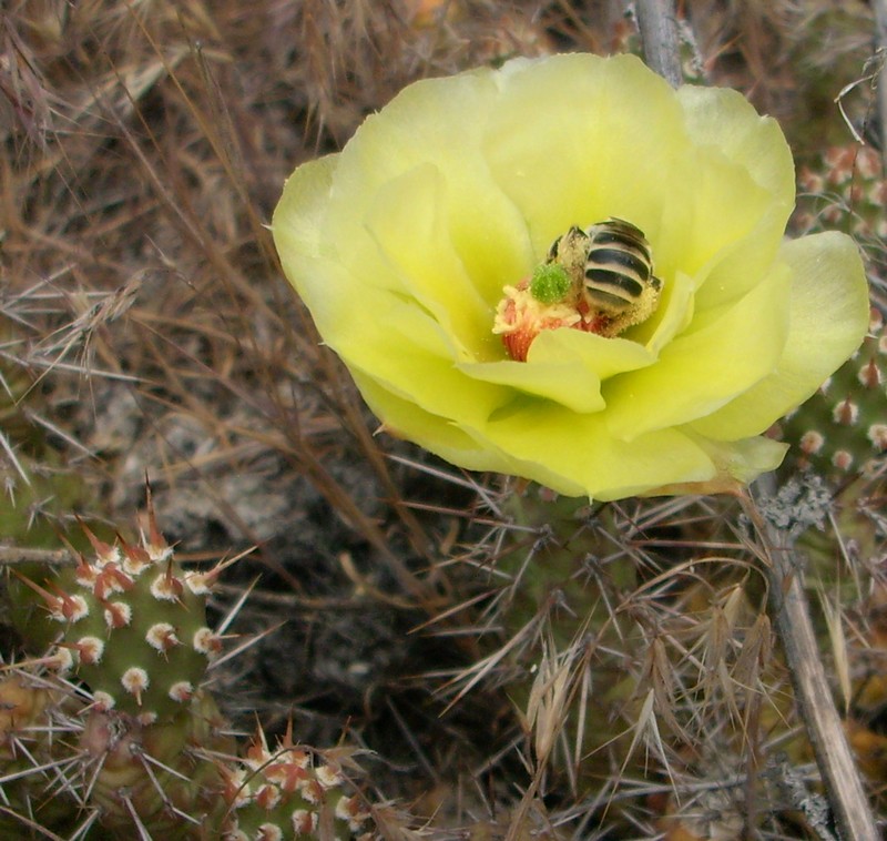 cactusbee